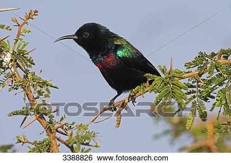 Shining Sunbird (Nectarinia habessinica) sitting on a twig, side view View Large Photo Image Stock Photograph - Shining Sunbird (Nectarinia habessinica) sitting on a twig, side view . Fotosearch