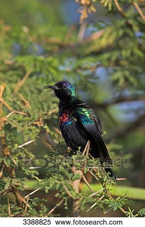 Shining Sunbird (Nectarinia habessinica) sitting on a twig, side view  View Large Photo Image Stock Photography - Shining Sunbird (Nectarinia habessinica) sitting on a twig, side view . Fotosearch