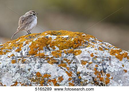 Shore Lark, Eremophila alpestris View Large Photo Image Stock Photo - Shore Lark, Eremophila alpestris . Fotosearch