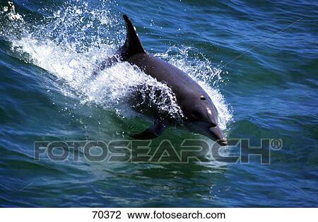 Stock Image - Short-beaked Common Dolphin (Delphinus delphis) jumping through sea waves, Dolphin Discovery Center, Bunbury, Australia . Fotosearch