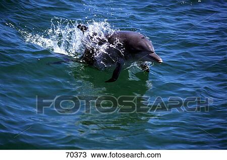 Stock Image - Short-beaked Common Dolphin (Delphinus delphis) jumping through sea waves, Dolphin Discovery Center, Bunbury, Australia . Fotosearch