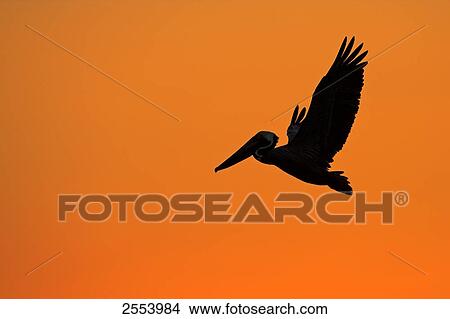 Silhouette of Brown Pelican (Pelecanus occident) in flight View Large Photo Image Picture - Silhouette of Brown Pelican (Pelecanus occident) in flight . Fotosearch