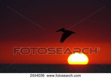 Stock Photograph - Silhouette of Brown Pelican (Pelecanus occidentalis) in flight . Fotosearch