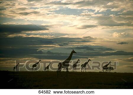 Silhouette of Giraffe (Giraffa camelopardalis) standing in field, Masai Mara National Reserve, Kenya View Large Photo Image Stock Image - Silhouette of Giraffe (Giraffa camelopardalis) standing in field, Masai Mara National Reserve, Kenya . Fotosearch