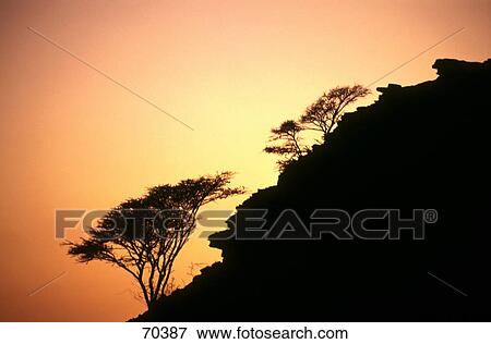 Stock Photo - Silhouette of trees on mountain at dusk, Jiddat al-Harasis, Oman, United Arab Emirates . Fotosearch