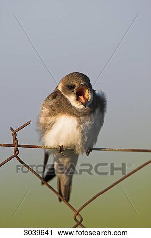 Singing Bank Swallow (Riparia riparia) sitting on chain-link fence, close-up View Large Photo Image Stock Image - Singing Bank Swallow (Riparia riparia) sitting on chain-link fence, close-up . Fotosearch