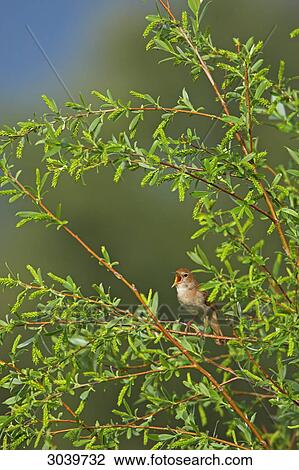 Singing Nightingale (Luscinia megarhynchos) sitting in tree View Large Photo Image Stock Image - Singing Nightingale (Luscinia megarhynchos) sitting in tree . Fotosearch