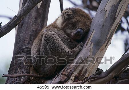 sleppy koala bear, Kangaroo Island, Australia View Large Photo Image Stock Photography - sleppy koala bear, Kangaroo Island, Australia . Fotosearch