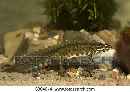 Smooth newt, Triturus vulgaris, Geesthacht, Schleswig-Holstein, Germany View Large Photo Image Picture - Smooth newt, Triturus vulgaris, Geesthacht, Schleswig-Holstein, Germany . Fotosearch