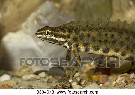Smooth newt, Triturus vulgaris, Geesthacht, Schleswig-Holstein, Germany View Large Photo Image Stock Image - Smooth newt, Triturus vulgaris, Geesthacht, Schleswig-Holstein, Germany . Fotosearch