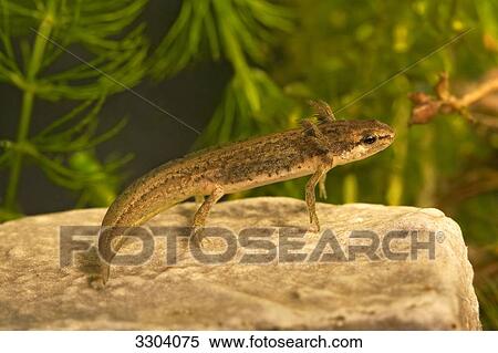 Smooth newt, Triturus vulgaris, Geesthacht, Schleswig-Holstein, Germany View Large Photo Image Stock Photography - Smooth newt, Triturus vulgaris, Geesthacht, Schleswig-Holstein, Germany . Fotosearch
