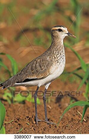 Stock Photo - Sociable Plover (Vanellus gregarius) standing on a field, close-up . Fotosearch
