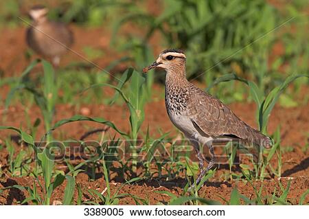 Stock Photography - Sociable Plovers (Vanellus gregarius) standing on a field . Fotosearch