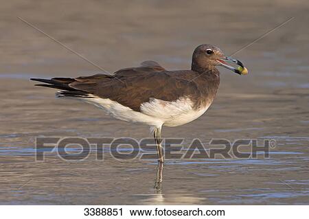 Sooty Gull (Larus hemprichii) holding mussel in its beak, side view View Large Photo Image Stock Image - Sooty Gull (Larus hemprichii) holding mussel in its beak, side view . Fotosearch