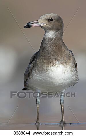 Picture - Sooty Gull (Larus hemprichii) standing in shallow water, close-up . Fotosearch