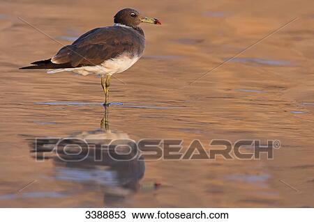 Stock Image - Sooty Gull (Larus hemprichii) standing in the water, side view . Fotosearch