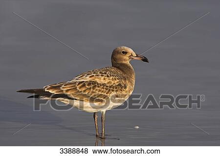 Sooty Gull (Larus hemprichii) standing in shallow water, side view View Large Photo Image Stock Photo - Sooty Gull (Larus hemprichii) standing in shallow water, side view . Fotosearch