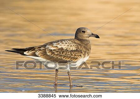 Stock Photography - Sooty Gull (Larus hemprichii) standing in the water, side view . Fotosearch