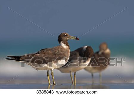 Sooty Gulls (Larus hemprichii) standing in shallow water, side view View Large Photo Image Stock Image - Sooty Gulls (Larus hemprichii) standing in shallow water, side view . Fotosearch
