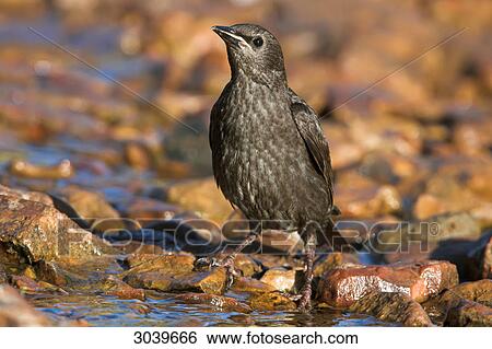 Spotless Starling (Sturnus unicolor) standing in brook bed, close-up View Large Photo Image Stock Photograph - Spotless Starling (Sturnus unicolor) standing in brook bed, close-up . Fotosearch