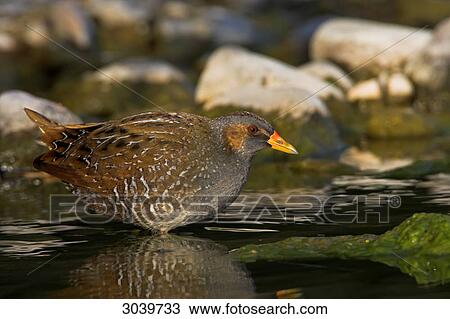 Spotted Crake (Porzana porzana) standing in the water, side view View Large Photo Image Stock Image - Spotted Crake (Porzana porzana) standing in the water, side view . Fotosearch