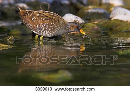 Stock Photo - Spotted Crake (Porzana porzana) with prey fish, side view . Fotosearch