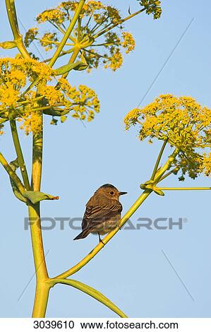 Stock Image - Spotted Flycatcher (Muscicapa striata) sitting on stalk, side view . Fotosearch