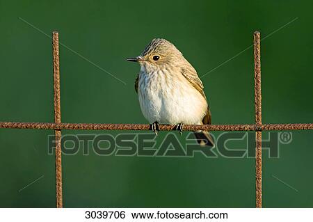 Stock Photograph - Spotted Flycatcher (Muscicapa striata) sitting on fence . Fotosearch