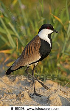 Spur-winged Plover, Vanellus spinosus View Large Photo Image Stock Photo - Spur-winged Plover, Vanellus spinosus . Fotosearch