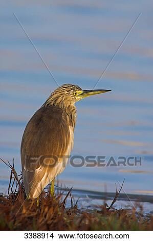 Squacco Heron (Ardeola ralloides) at the waterside View Large Photo Image Picture - Squacco Heron (Ardeola ralloides) at the waterside . Fotosearch