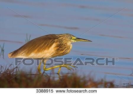 Squacco Heron (Ardeola ralloides) at the waterside, side view View Large Photo Image Stock Photography - Squacco Heron (Ardeola ralloides) at the waterside, side view . Fotosearch