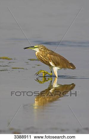 Squacco Heron (Ardeola ralloides) in shallow water, side view View Large Photo Image Stock Image - Squacco Heron (Ardeola ralloides) in shallow water, side view . Fotosearch