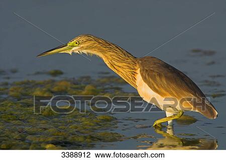 Squacco Heron (Ardeola ralloides) in shallow water, side view View Large Photo Image Stock Image - Squacco Heron (Ardeola ralloides) in shallow water, side view . Fotosearch
