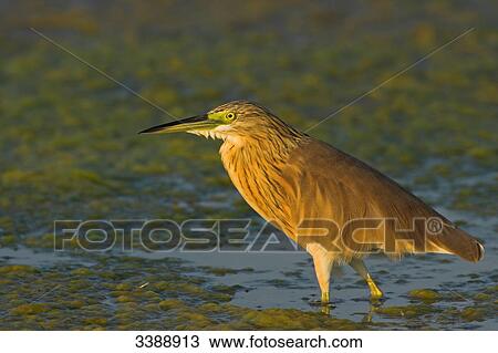 Squacco Heron (Ardeola ralloides) in shallow water, side view View Large Photo Image Stock Image - Squacco Heron (Ardeola ralloides) in shallow water, side view . Fotosearch