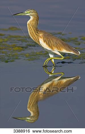 Stock Photograph - Squacco Heron (Ardeola ralloides) in shallow water, side view . Fotosearch