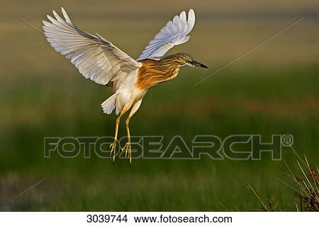 Picture - Squacco Heron (Ardeola ralloides) descending . Fotosearch
