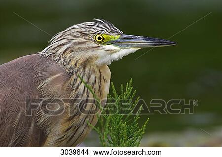 Squacco Heron (Ardeola ralloides), side view View Large Photo Image Picture - Squacco Heron (Ardeola ralloides), side view . Fotosearch