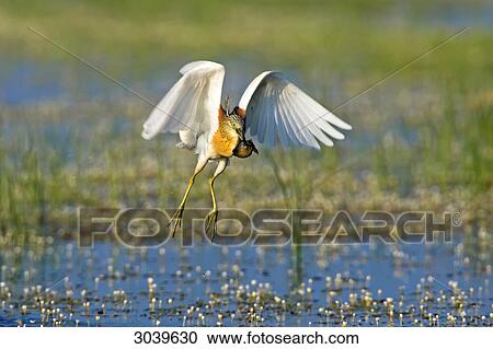 Squacco Heron (Ardeola ralloides) flying over marshy landscape, front view View Large Photo Image Stock Image - Squacco Heron (Ardeola ralloides) flying over marshy landscape, front view . Fotosearch