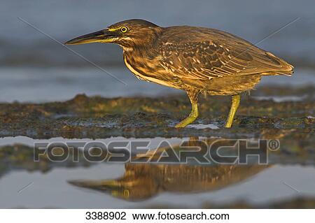 Squacco Heron (Ardeola ralloides) standing in mud, side view View Large Photo Image Stock Image - Squacco Heron (Ardeola ralloides) standing in mud, side view . Fotosearch