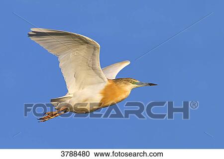 Stock Image - Squacco Heron (Ardeola ralloides) flying . Fotosearch