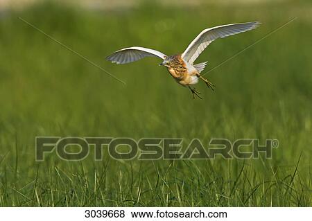 Squacco Heron (Ardeola ralloides) flying over reeds View Large Photo Image Stock Photo - Squacco Heron (Ardeola ralloides) flying over reeds . Fotosearch