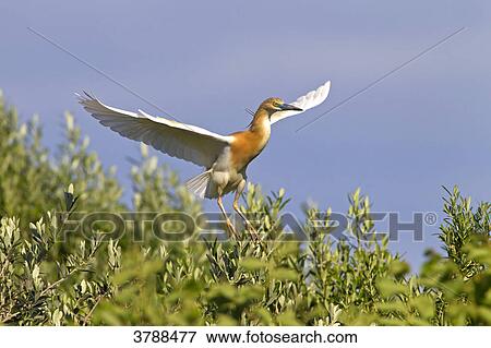 Squacco Heron (Ardeola ralloides) flapping View Large Photo Image Stock Photo - Squacco Heron (Ardeola ralloides) flapping . Fotosearch