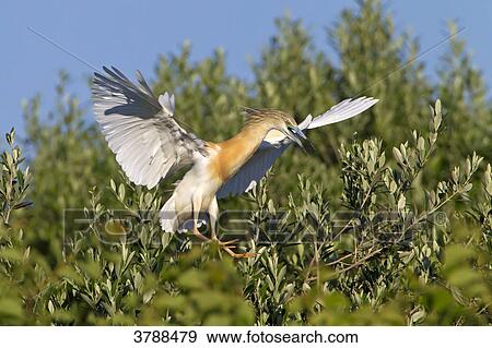 Stock Photo - Squacco Heron (Ardeola ralloides) flapping . Fotosearch