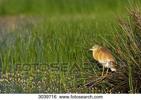 Squacco Heron (Ardeola ralloides) standing among the reeds, side view View Large Photo Image Stock Photograph - Squacco Heron (Ardeola ralloides) standing among the reeds, side view . Fotosearch