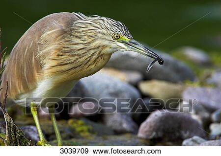 Stock Photo - Squacco Heron (Ardeola ralloides) with prey fish, close-up . Fotosearch