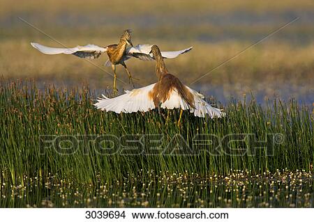 Squacco Herons (Ardeola ralloides) in a duel View Large Photo Image Picture - Squacco Herons (Ardeola ralloides) in a duel . Fotosearch