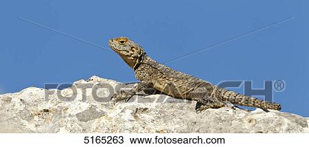Stellion Star Lizard, Laudakia stellio View Large Photo Image Stock Image - Stellion Star Lizard, Laudakia stellio . Fotosearch