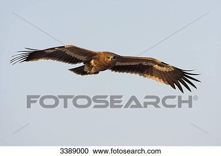 Stock Image - Steppe Eagle (Aquila nipalensis) flying . Fotosearch