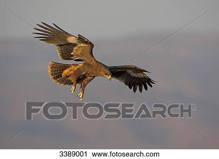 Stock Image - Steppe Eagle (Aquila nipalensis) flying . Fotosearch