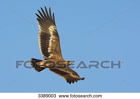 Steppe Eagle (Aquila nipalensis) flying against blue sky View Large Photo Image Stock Image - Steppe Eagle (Aquila nipalensis) flying against blue sky . Fotosearch